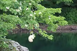 池畔の木に産み付けられたモリアオガエルの卵塊