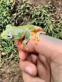ジャワトビガエル
