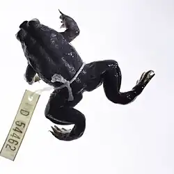 カモノハシガエル
