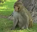 アカゲザルM. mulatta
