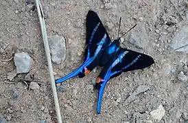 Rhetus arcius, ブラジル