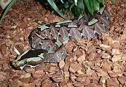 ライノセラスアダーB. nasicornis