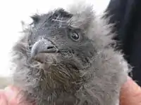 ウトウのヒナ