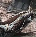 頭部