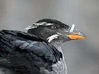 頭部