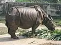 ダッカ動物園のサイ
