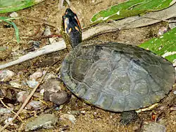 アシポチヤマガメR. punctularia