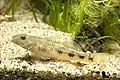 ゴクラクハゼRhinogobius giurinus