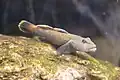 トウヨシノボリ（繁殖期の雄）