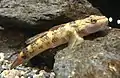 ルリヨシノボリRhinogobius mizunoi
