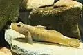 シマヨシノボリRhinogobius nagoyae