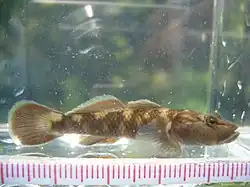 トウヨシノボリRhinogobius kurodai