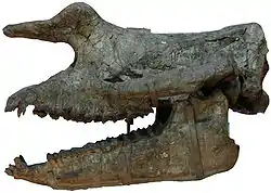 Rhinotitan skull.