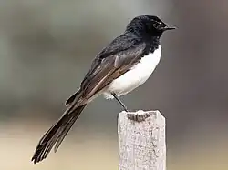 ヨコフリオウギビタキ