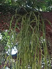 着生植物リプサリス属(英語版)のサボテン (Rhipsalis paradoxa)