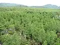 西表島浦内の干潟・ヤエヤマヒルギの大群落