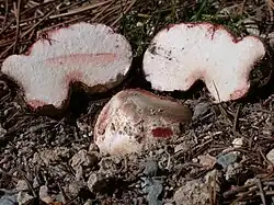 半分地中に埋まるキノコ、ショウロ（ショウロ科）