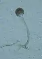 単一の胞子嚢と胞子嚢柄R. microsporus
