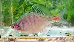 ニッポンバラタナゴ Rhodeus ocellatus kurumeus(タナゴ亜科)の雄個体。鮮やかな婚姻色が名前の由来となっている
