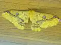 成虫♀