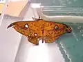成虫♂