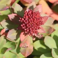 紅色の果実