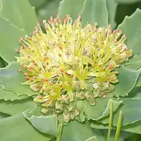 雄花