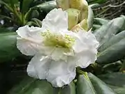 10個の雄蕊が花冠化している。