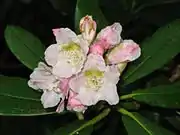 雄蕊の花弁化が不完全なもの。