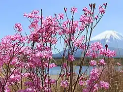 ミツバツツジ Rhododendron dilatatum