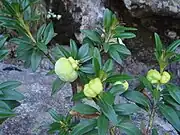 菌類Exobasidium(英語版)による菌癭