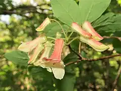 花序軸に、3-6個の花が束生状に下向きにつく。花冠は筒型で、上面は紅色、下面は黄緑色、外面に腺毛が生える。