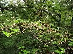 生育環境。ヒノキアスナロとブナからなる混交林の林床の、やや暗い急な岩場に生育する。