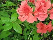 春葉と花冠