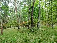 指定木より50メートルほど離れた森林内。ヤマツツジの群生地が広がる。2011年6月21日撮影。