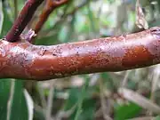 樹皮