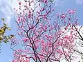 アケボノツツジ（奈良県明神平）（2018年5月10日）