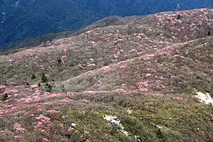 国見岳のアカヤシオ。南部の花崗岩質の山上には、多くのツツジ科の樹木が自生している。