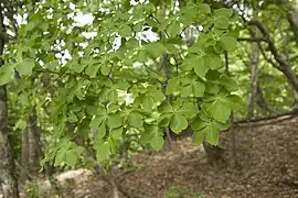 葉は枝先に5枚輪生する