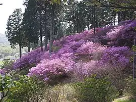 善住禅寺のコバノミツバツツジ