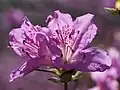 フジツツジの花