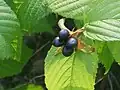 痩果が4個つく果実