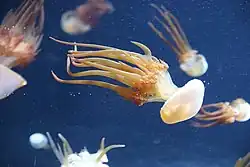 Rhopilema esculenta