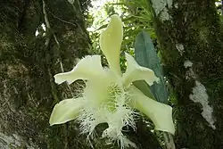 R. digbyana