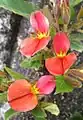 Rhynchosia monophylla の花