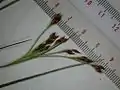花序の一部