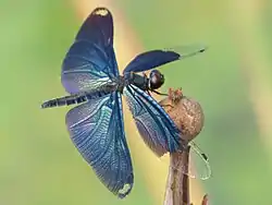 チョウトンボ属チョウトンボRhyothemis fuliginosa
