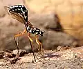 キバチに寄生するハチRhyssa persuasoria