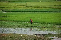 タケオの水田