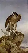 ライチョウを捕らえたハヤブサ